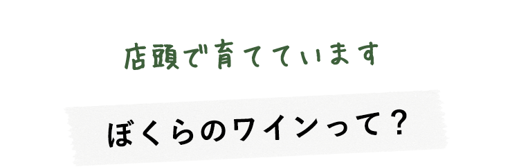 店頭で育てていますぼくらのワインって？